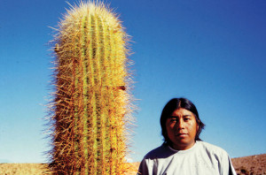 Cile Cactus