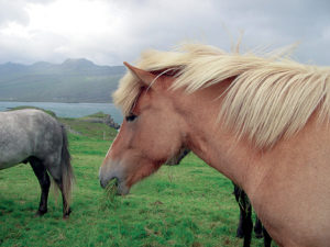 Islanda '03 cavalli