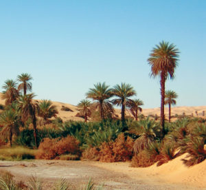 Libia Bacci 165 oasi