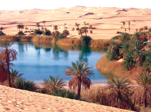 Libia Bacci 231 oasi bagnan