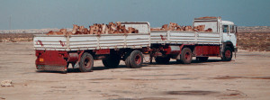 Libia camion dromedari